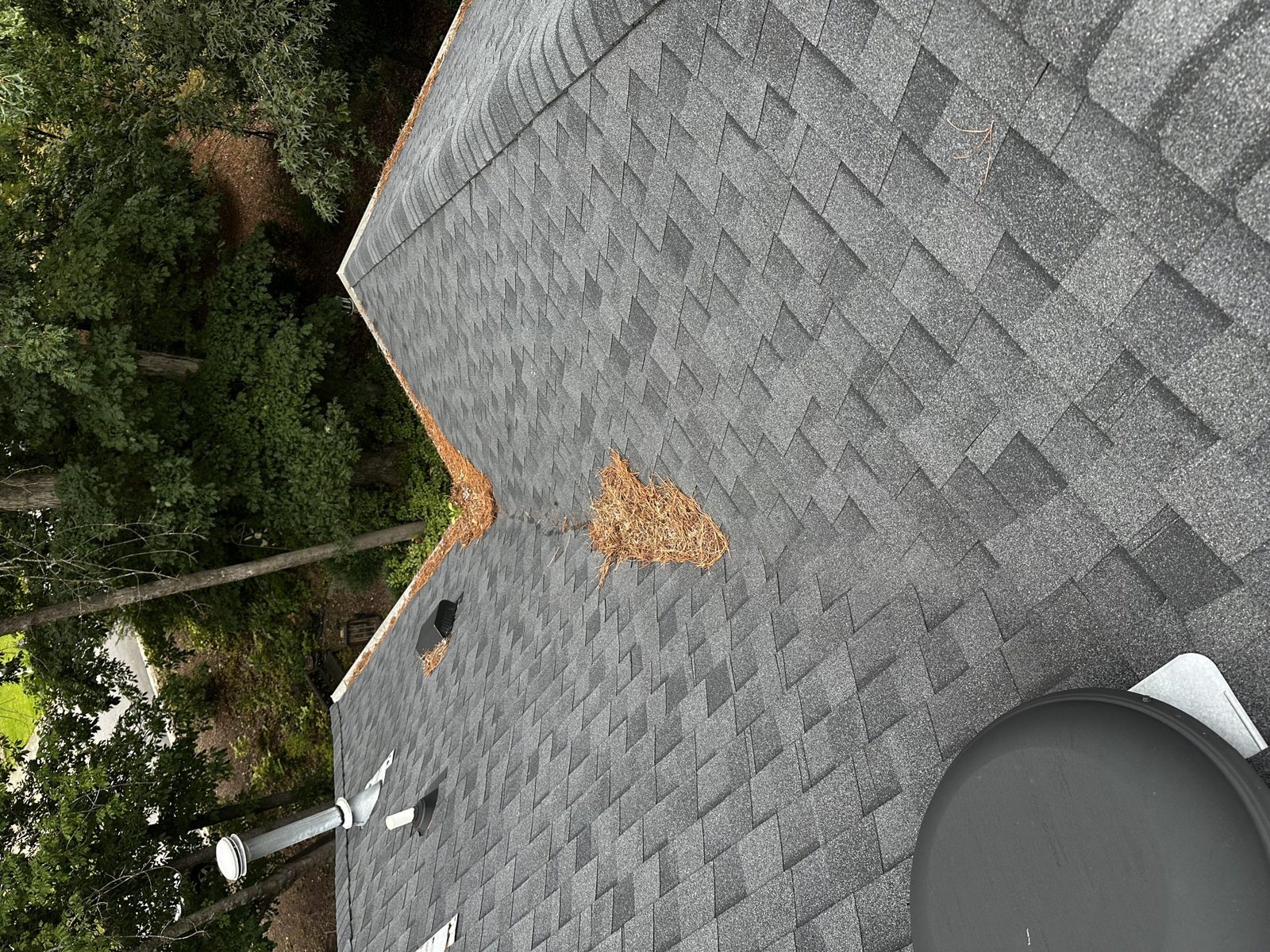 Pine needles sitting on an asphalt shingle roof